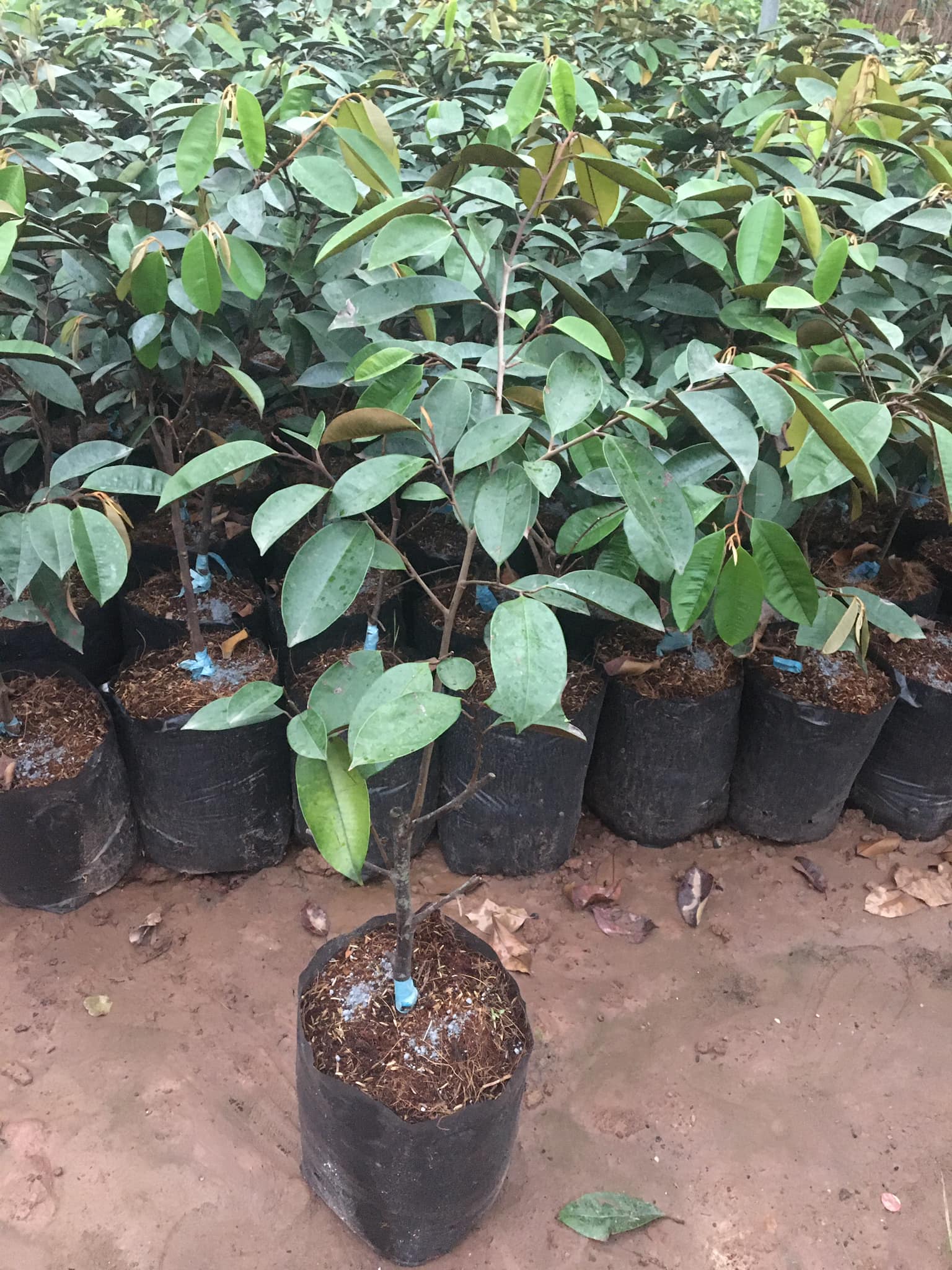 Cây giống vú sữa